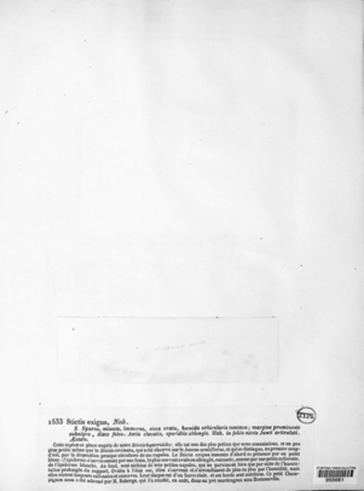 Calloriaceae image